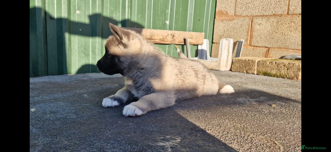 Akita dogs for sale: Adorable American akita puppys - Advert 2