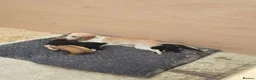 Beagle dogs for sale: Beaglepoo/poogles in Dartford - Advert 6