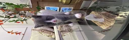 Mixed Breed cats for sale: Grey and white female mixed breed kitten - Advert 4