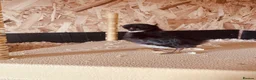 Chickens poultry for sale: ***The Worlds smallest—Serama Bantams*** - Advert 8