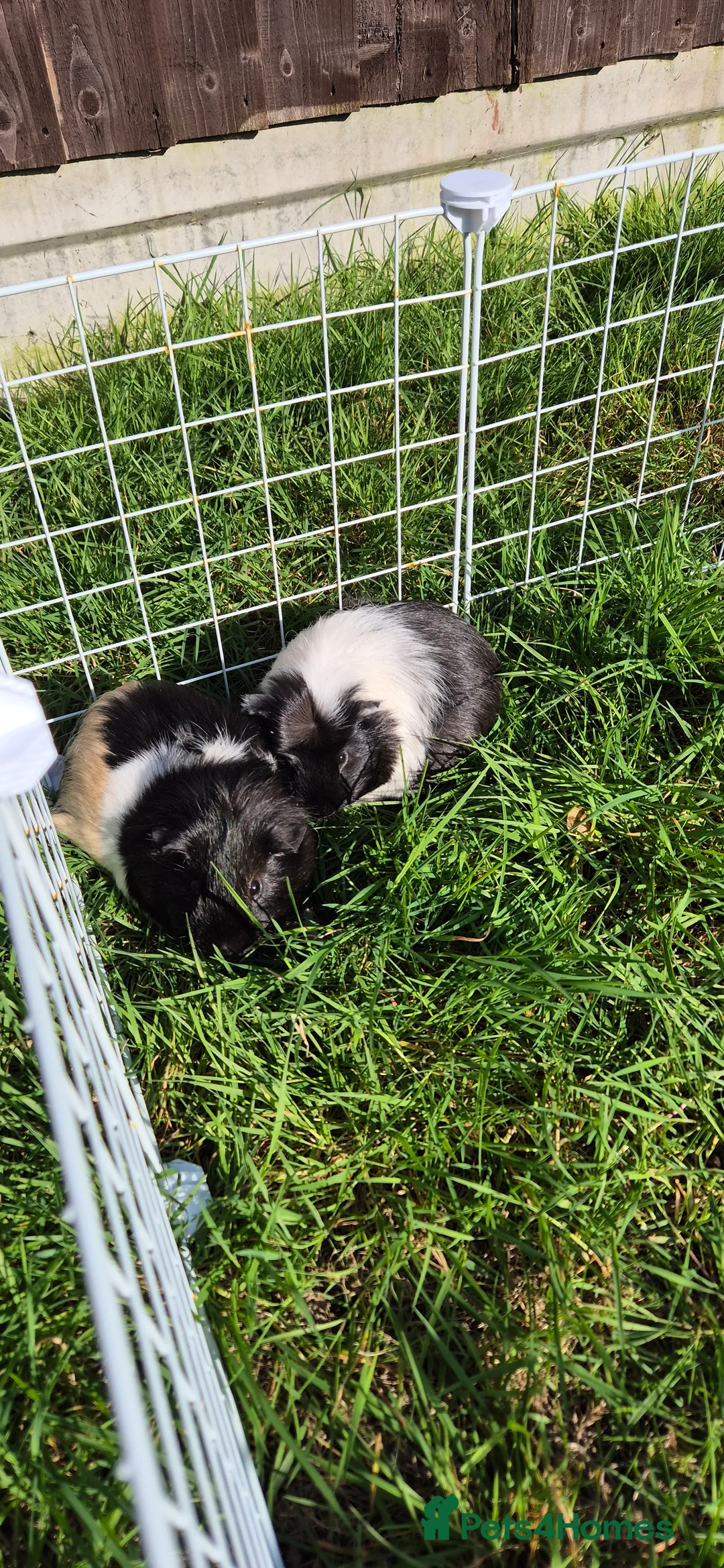 Guinea Pig rodents for sale: Lovely Guinea Pigs for Sale – Friendly & Healthy in Canvey Island - Advert 2