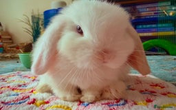 Mini Lop rabbits for sale: Mini lop babies - Image 10