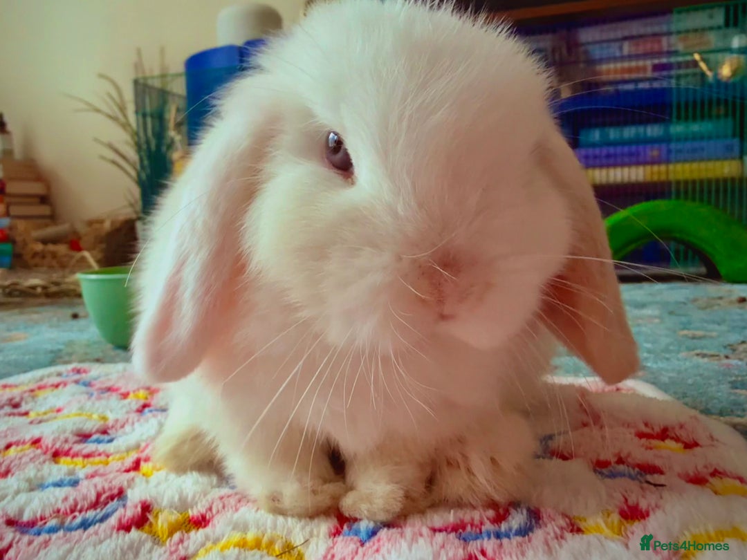 Mini Lop rabbits for sale: Mini lop babies - Image 10