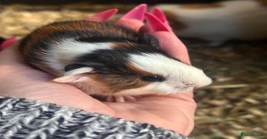 Guinea Pig rodents - Advert 3