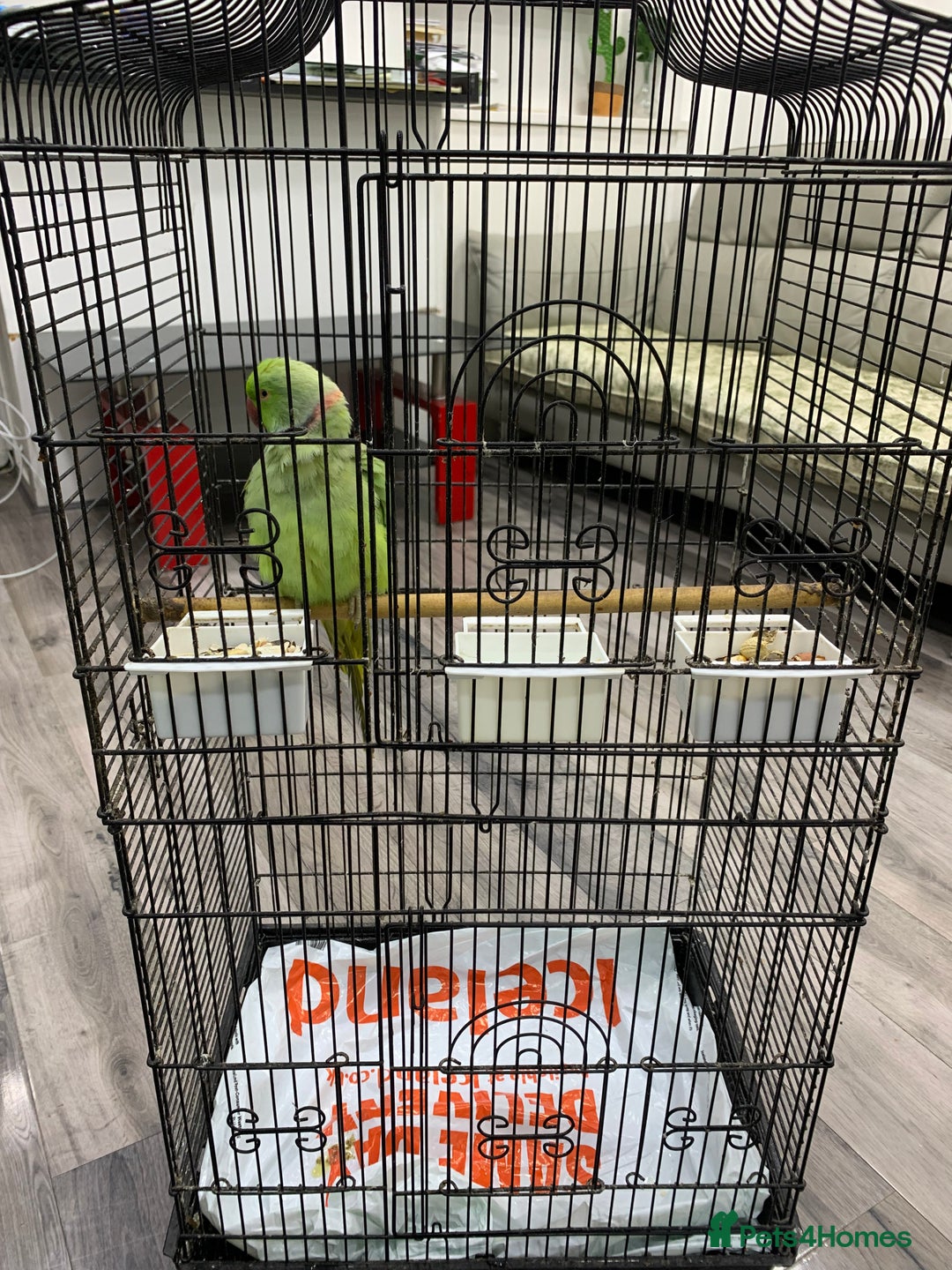 Ringnecks birds for sale: Ringneck Parakeet  - Image 3