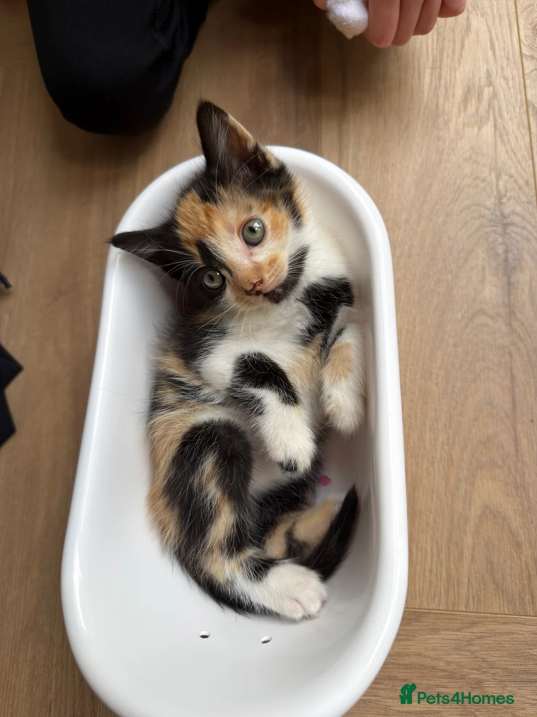 Mixed Breed cats for sale: Kittens ready now  - Advert 2