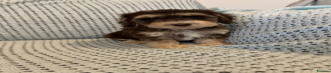 Cockapoo Puppy 5