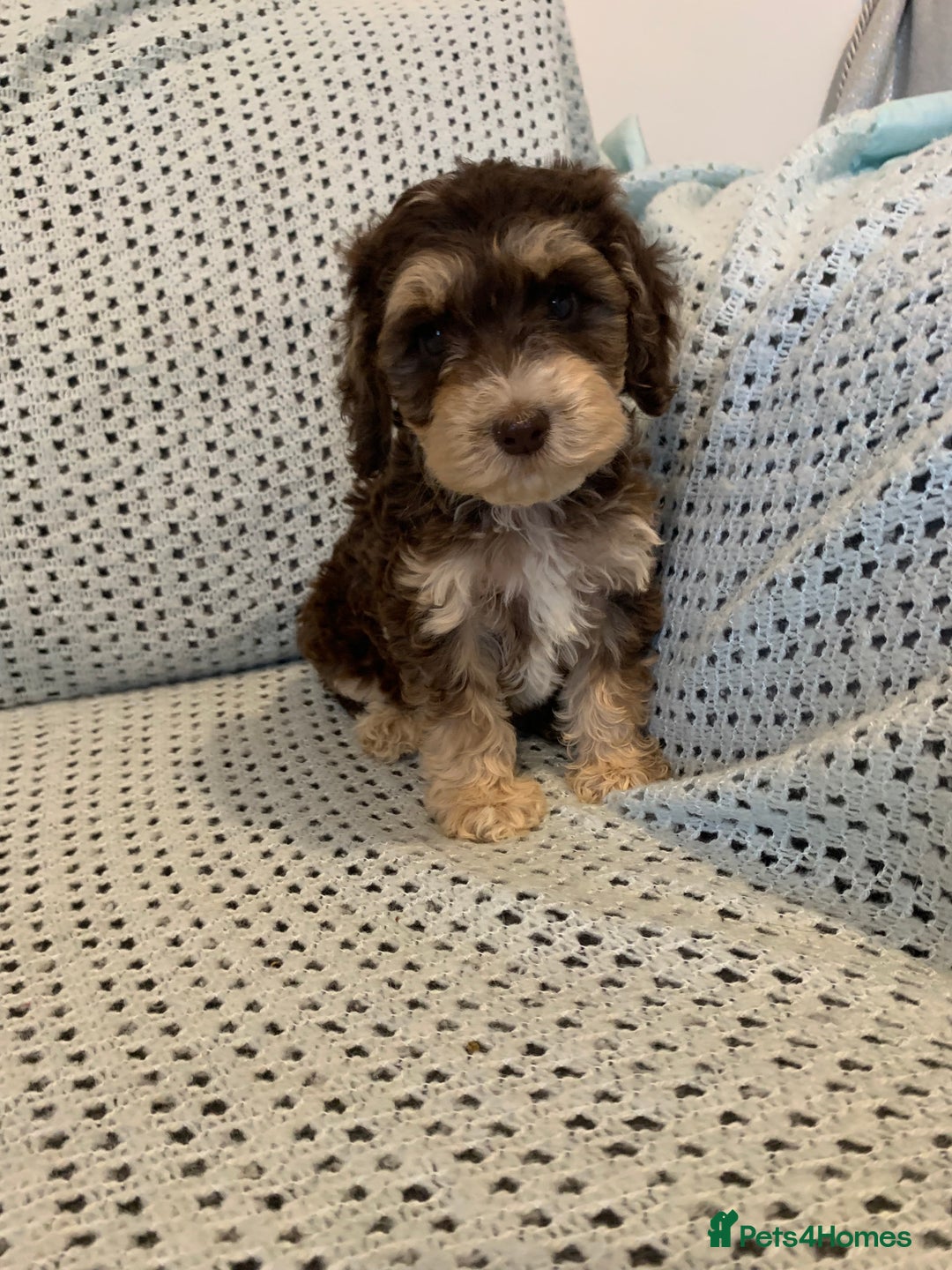 Cockapoo dogs for sale: Show type cockapoo - Image 5