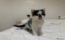 Mixed Breed cats for sale: 3 beautiful kittens looking for new home - Image 16
