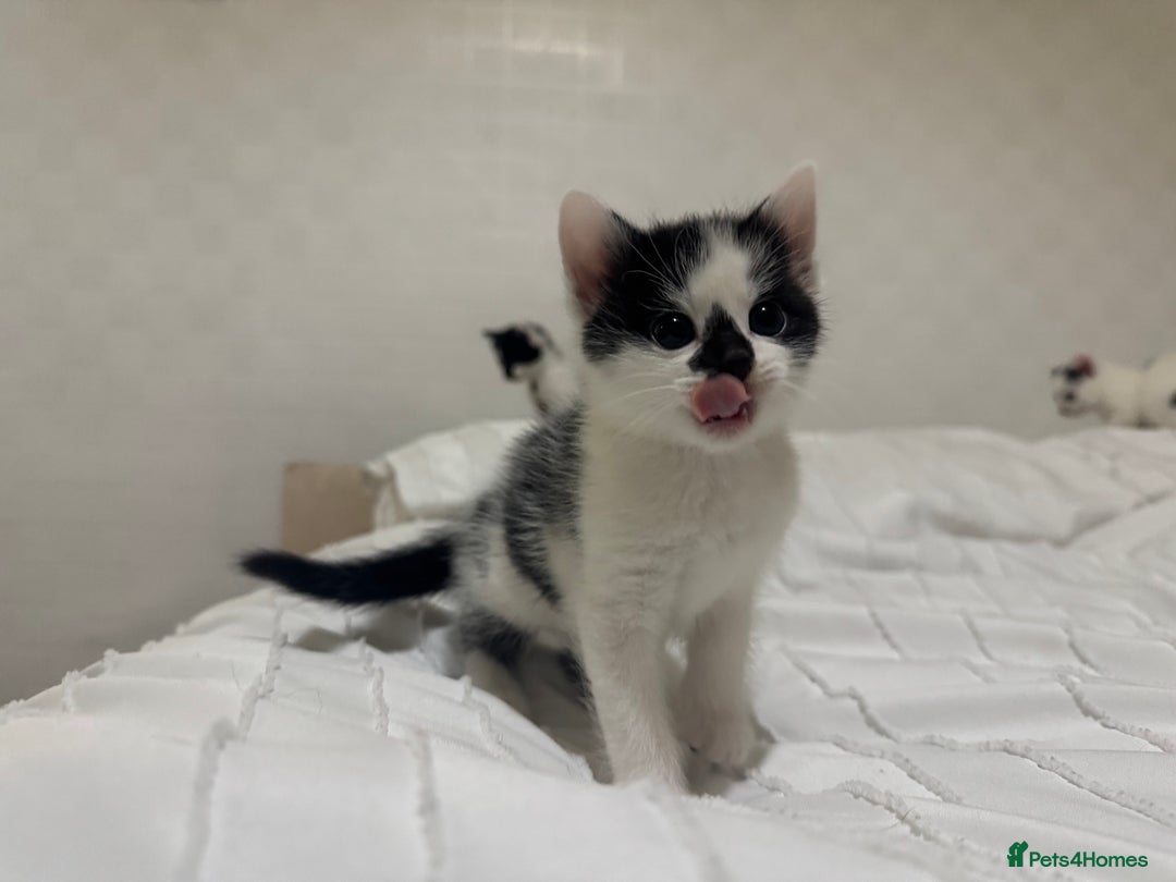 Mixed Breed cats for sale: 3 beautiful kittens looking for new home - Image 16