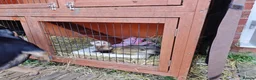 Ferret rodents for sale: One male one female must be sold together  - Advert 3