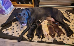 Labrador Retriever dogs for sale: 2 beautiful male black labradors for sale.  - Advert 1
