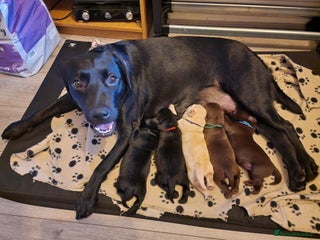 Labrador Retriever dogs 2 beautiful male black labradors for sale. - Advert 5