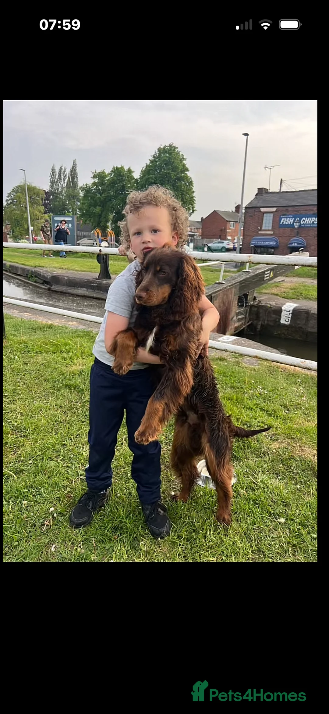 Cocker Spaniel dogs for sale: cocker spaniel puppy’s  - Advert 9