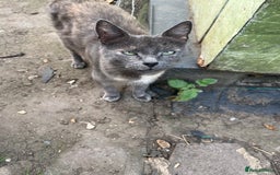 Mixed Breed cats for sale: Mixed breed Kitten’s  - Image 19