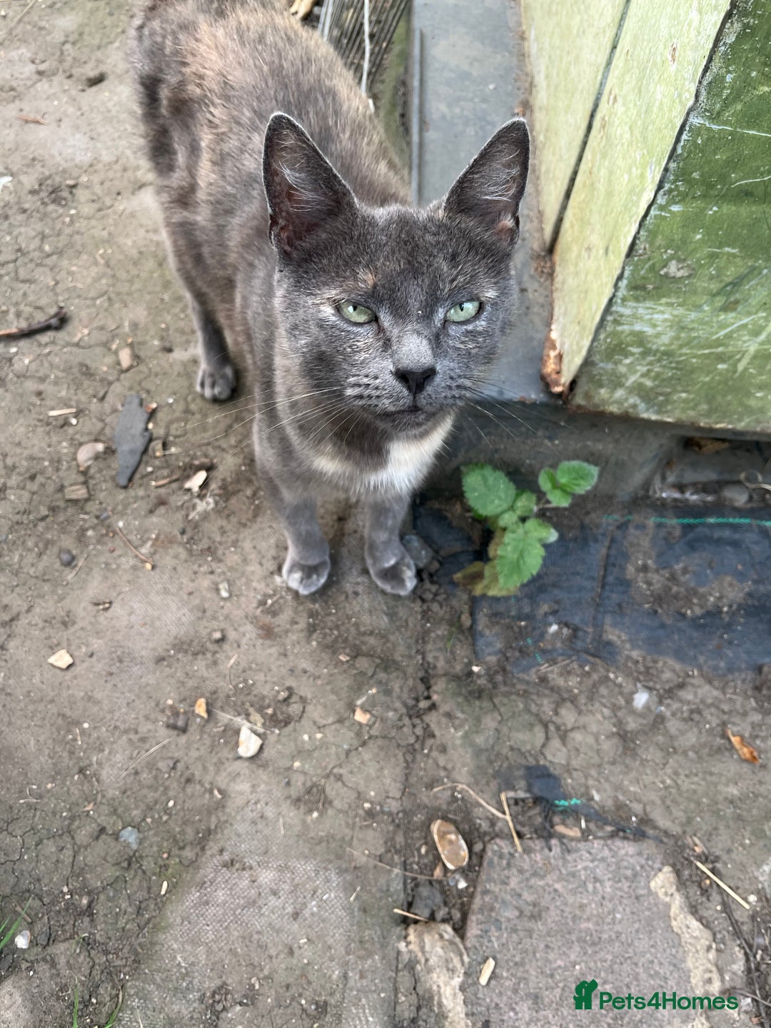 Mixed Breed cats for sale: Mixed breed Kitten’s  - Image 19