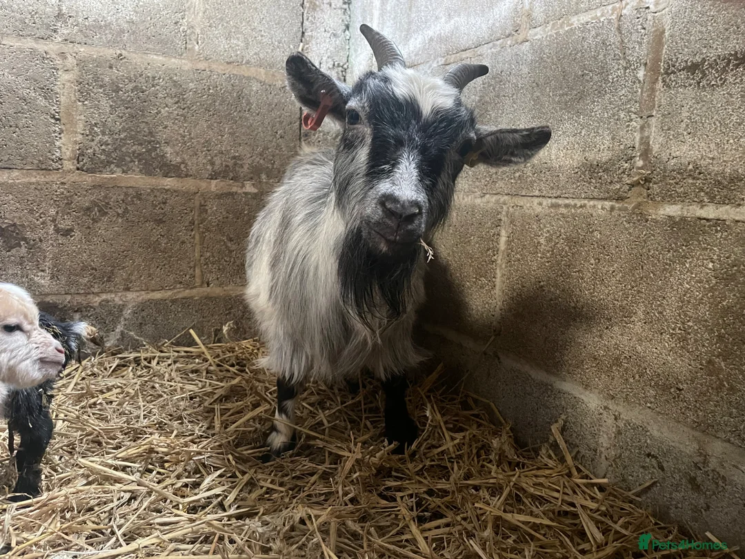 Goats livestock for sale: Pure pygmy goats - Advert 2