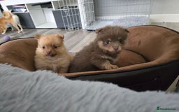Pomeranian dogs for sale: Beautiful half Russian pomeranian puppy's in Rugby - Image 3
