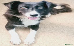 Mixed Breed dogs for adoption: 🐾🩷CANDY, a marvellous girl for a Loving Home🐾🏡 - Image 1