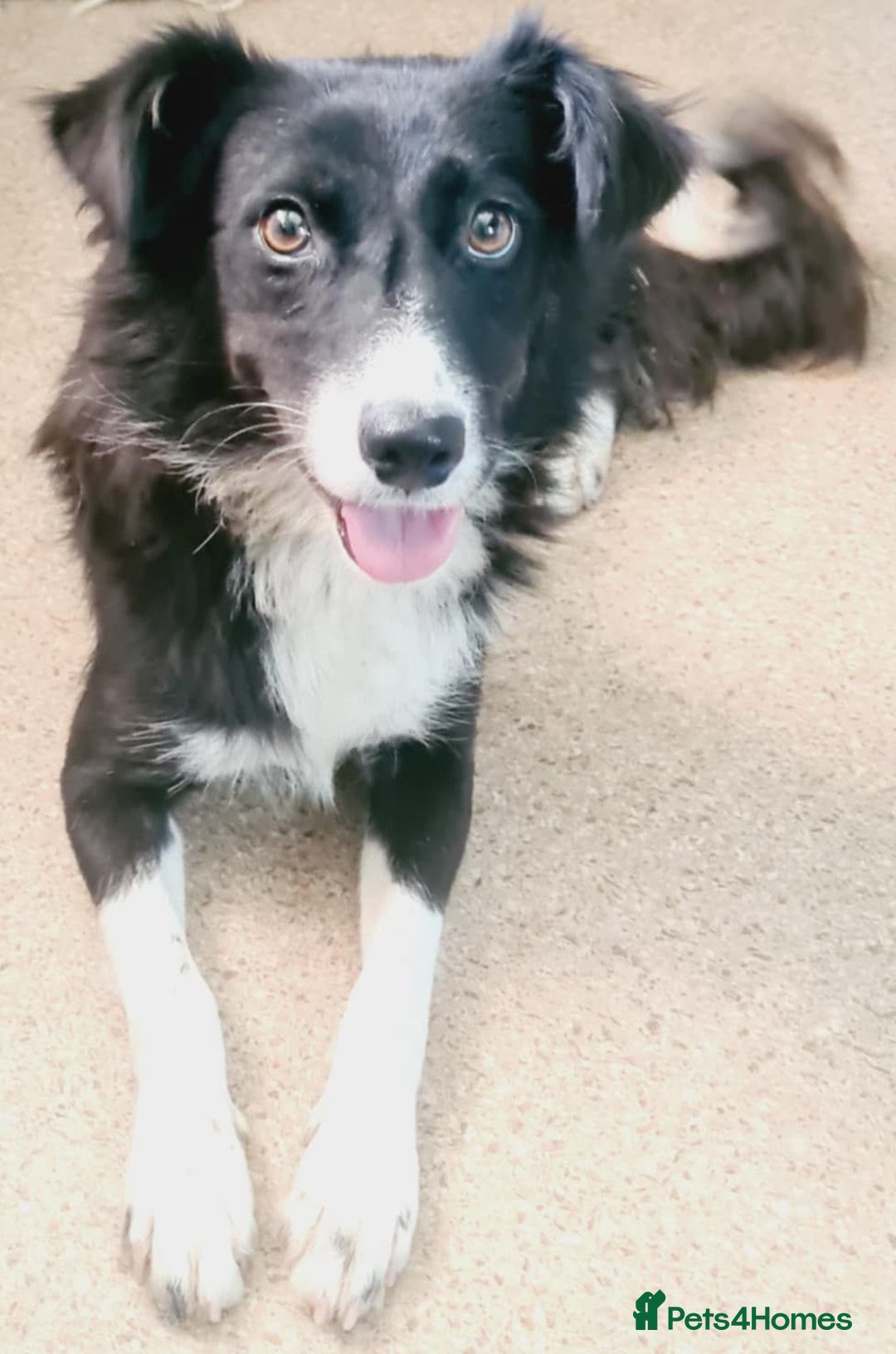 Mixed Breed dogs for adoption: 🐾🩷CANDY, a marvellous girl for a Loving Home🐾🏡 - Image 1