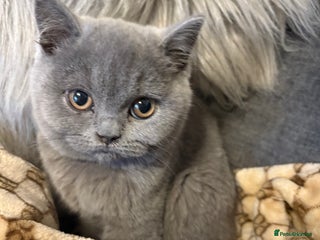 British Shorthair cats Pedigree British shorthair *last male kitten*READY - Advert 12
