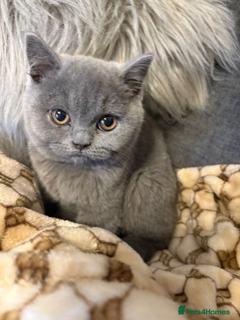 British Shorthair cats Pedigree British shorthair *last male kitten*READY - Advert 1