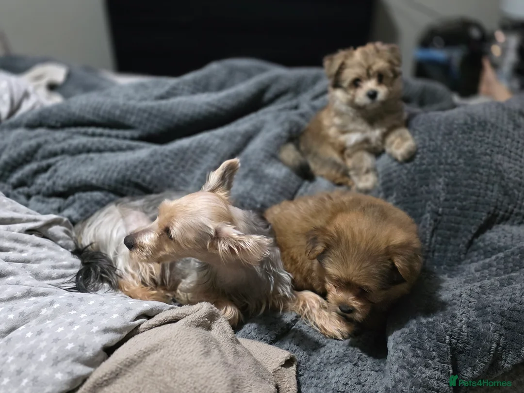 Mixed Breed dogs for sale: Taco and Sushi, super fluffy boys. - Advert 10