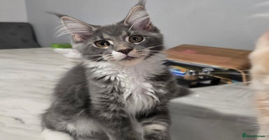 Maine Coon cats - Advert 15