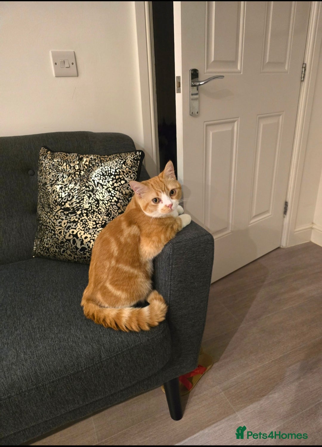 British Shorthair cats for sale: Adorable British Shorthair Male Kitten for Sale  - Advert 3