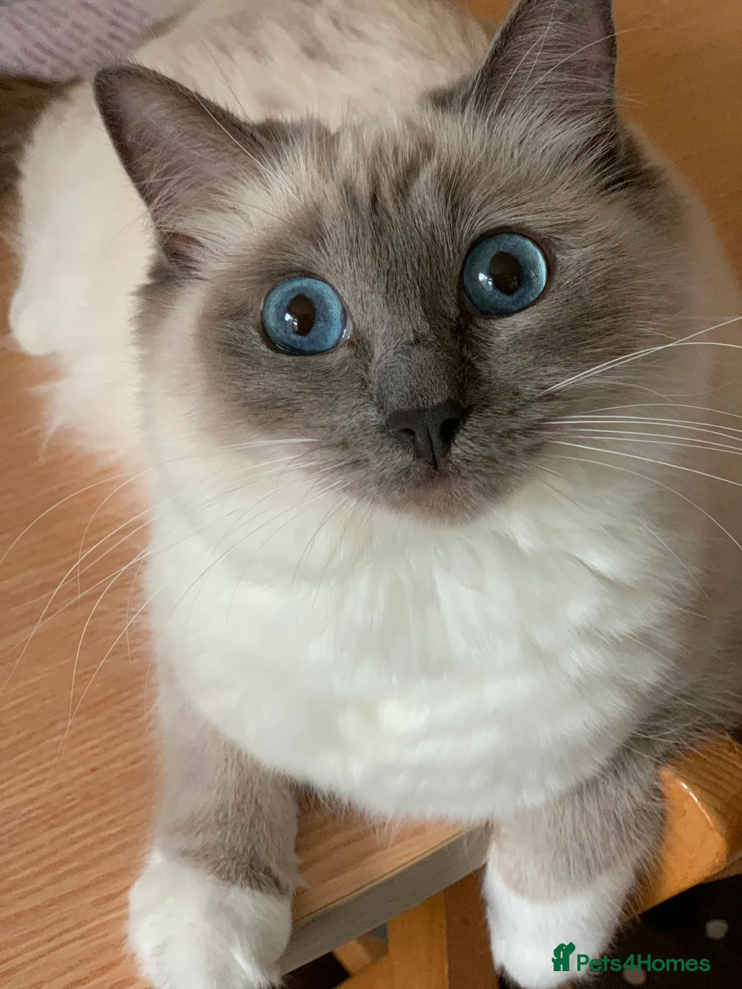 Ragdoll cats for sale: Stunning Blue Colourpoint Mitted female kittens - Advert 9