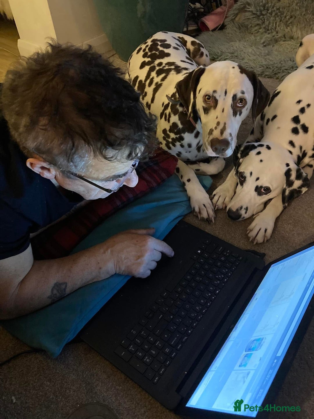 Dalmatian dogs for sale: The most beautiful beautiful Dalmatian puppies  - Advert 25