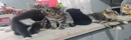 British Shorthair cats for sale: A beautiful litter of 5 kittens British Shorthair - Advert 15