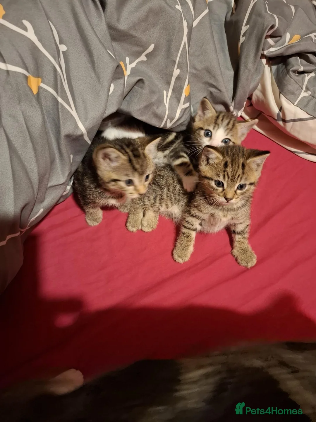 Domestic Shorthair cats for sale: Last female kitten ready to reserve  in Northampton - Advert 3
