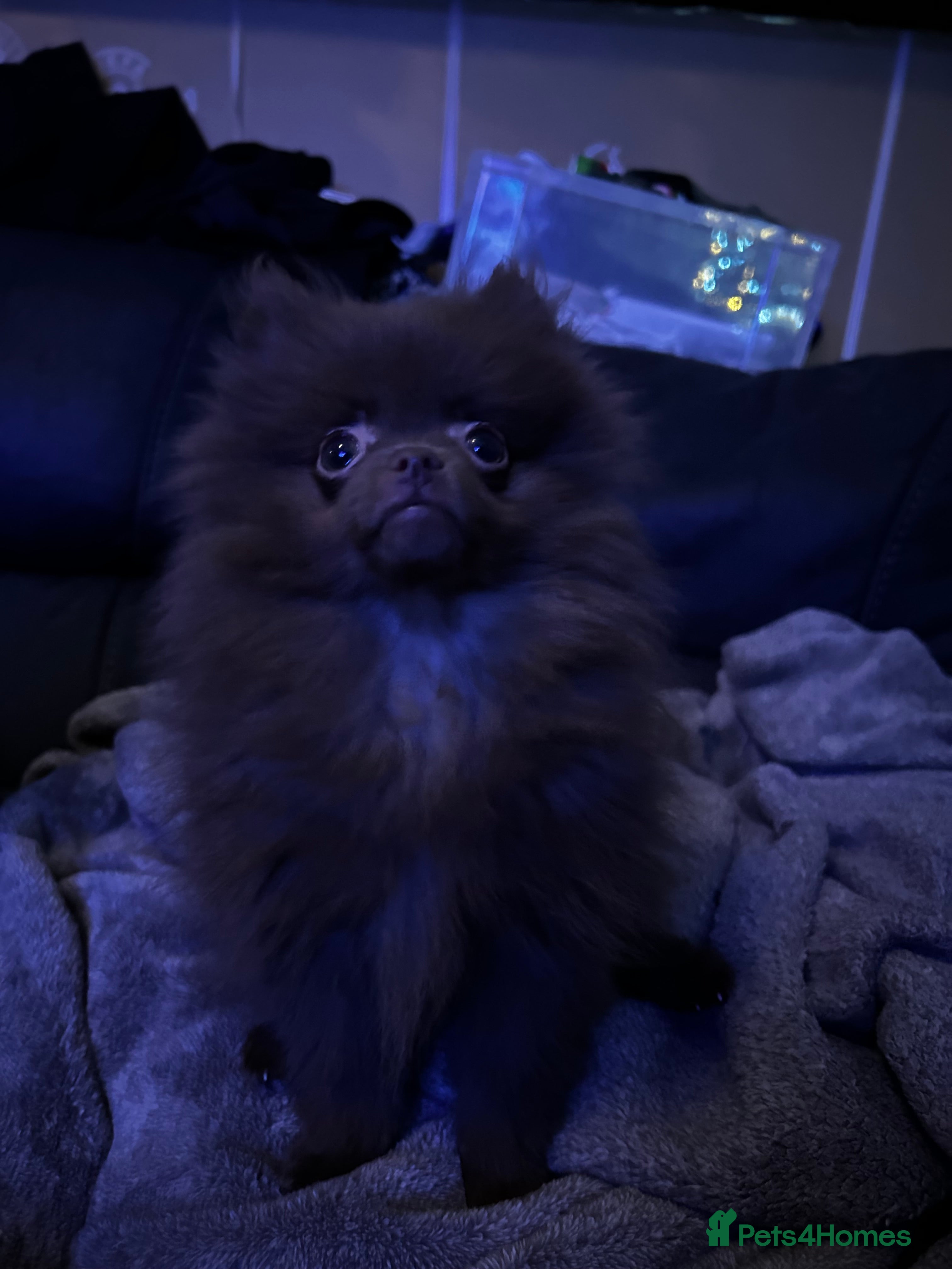 Pomeranian dogs 1 little girl  - Advert 11