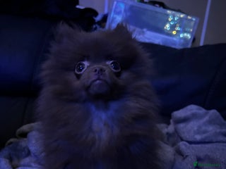 Pomeranian dogs 1 little girl - Advert 11