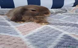 Mini Lop rabbits for sale: Mini lops boys ready to leave  - Image 5