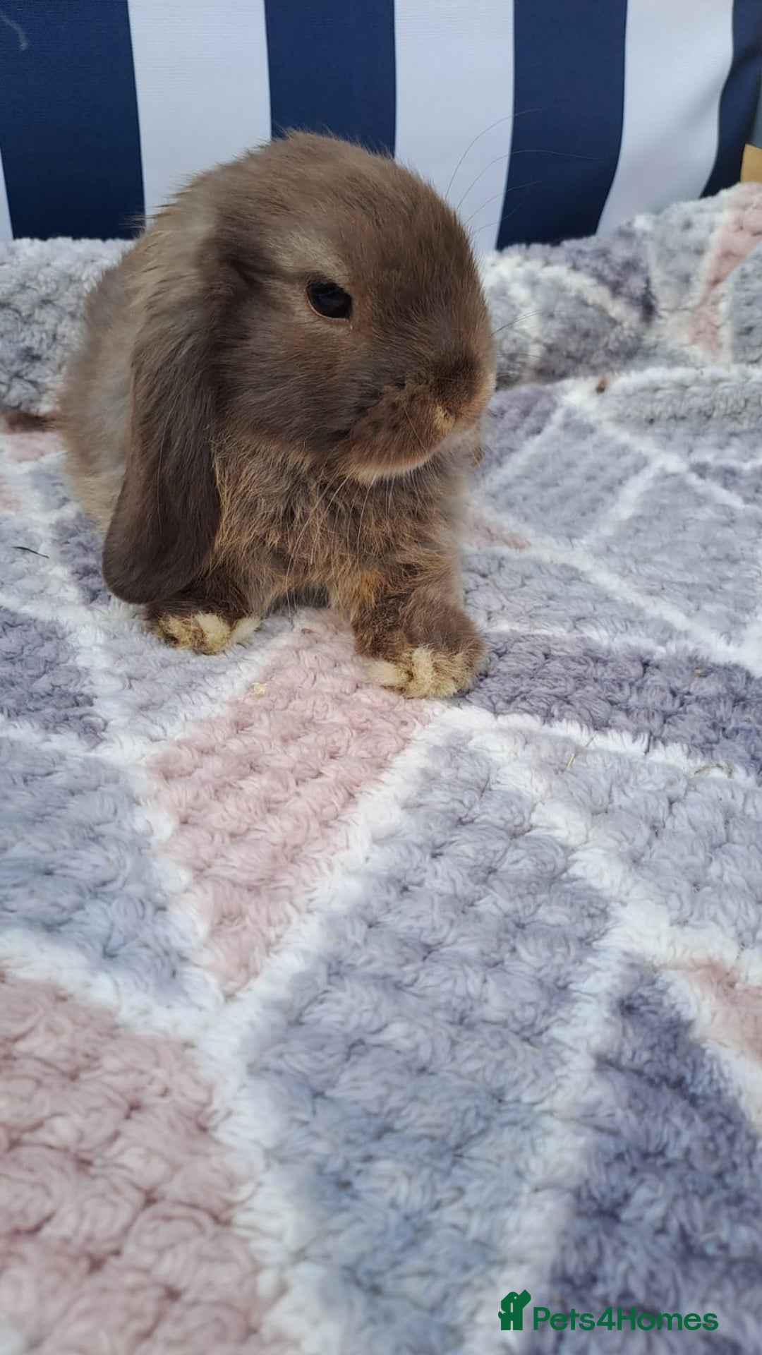 Mini Lop rabbits for sale: Mini lops boys ready to leave  - Image 5