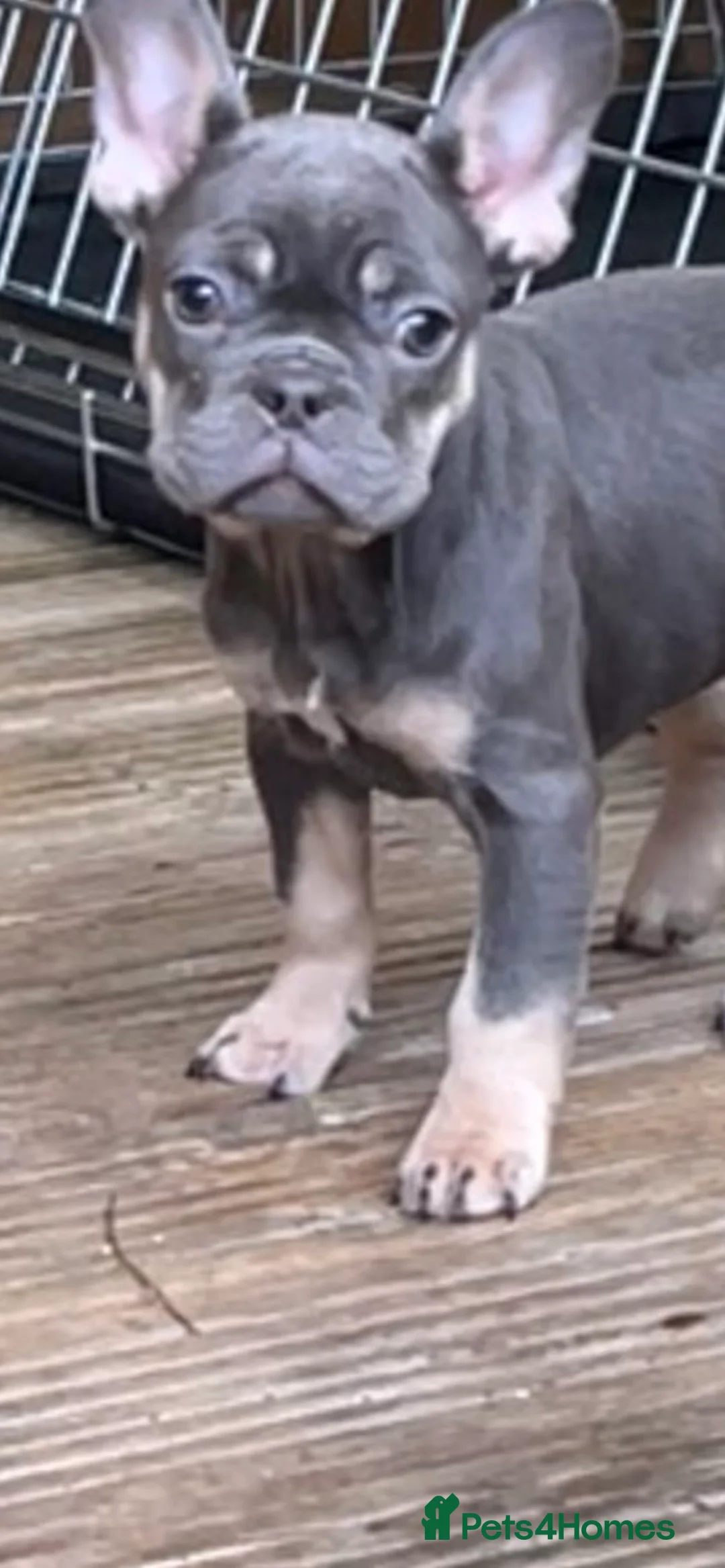 French Bulldog dogs for sale: Beautiful French bulldog pups ready to leave now - Advert 22