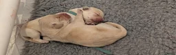 Mixed Breed dogs for sale: Beautiful Golden Labradoodle Doubledoodle Puppies in Nantwich - Advert 27