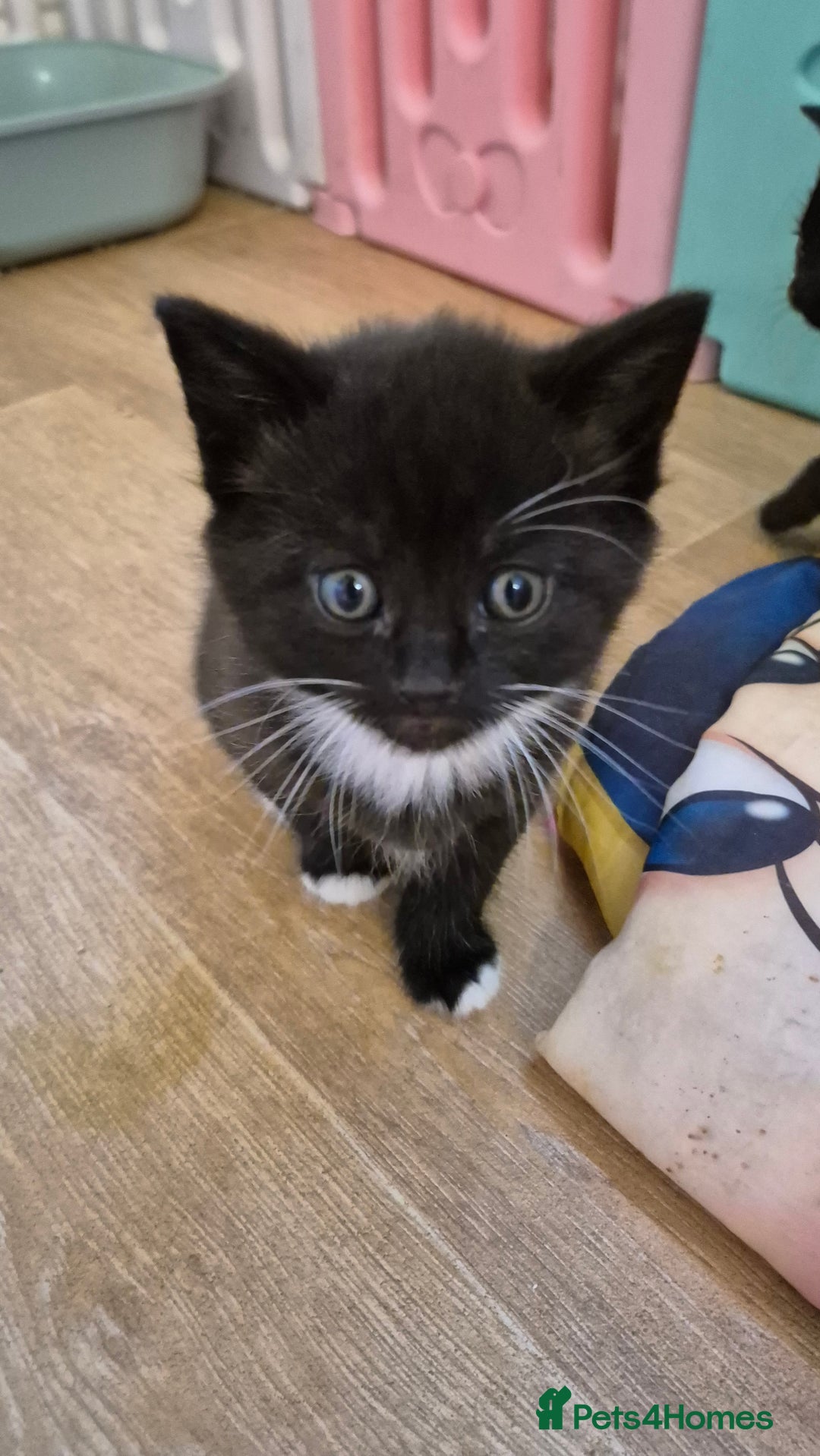 British Shorthair cats for sale: Beutiful British short hair cross kittens  - Advert 4