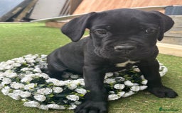 Cane Corso dogs for sale:  Reg - UKBKC Cane Corsos loyal family guardians  - Image 10