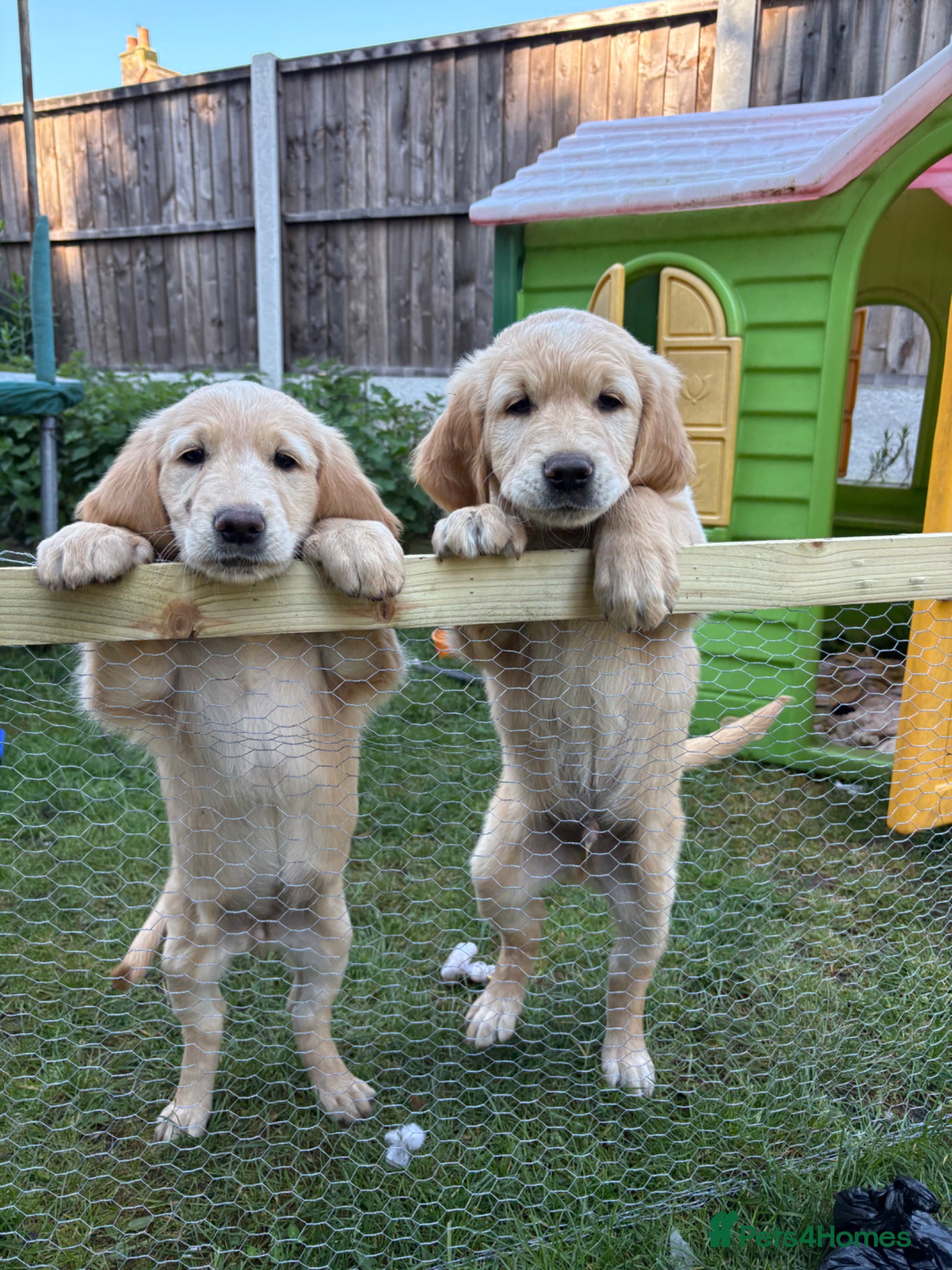 Golden Retriever dogs Beautiful Golden Retriever Puppies for Sale - Advert 14