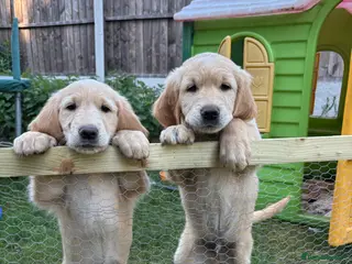Golden Retriever dogs Beautiful Golden Retriever Puppies for Sale - Advert 9