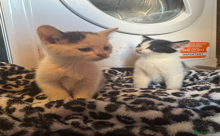 Mixed Breed cats - Advert 2
