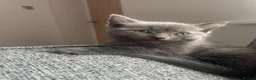 Domestic Shorthair cats for sale: Albus & Willow in Chorley - Advert 7