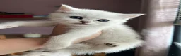 British Shorthair cats for sale: GCCF Reg Beautiful Silver Tipped Kittens  - Advert 8