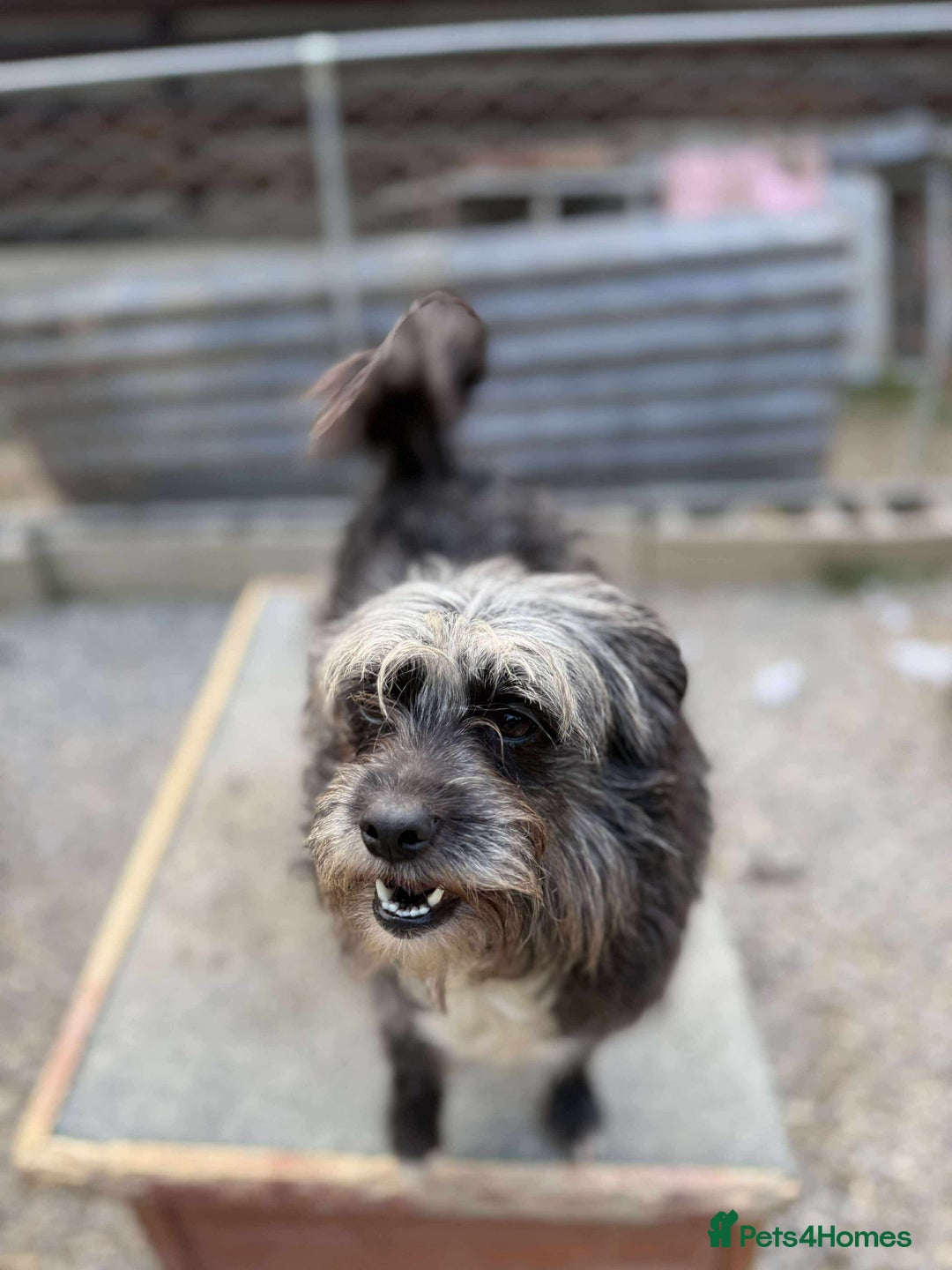 Mixed Breed dogs for adoption: Chewie - tiny girl looking for a home of her own! - Image 2
