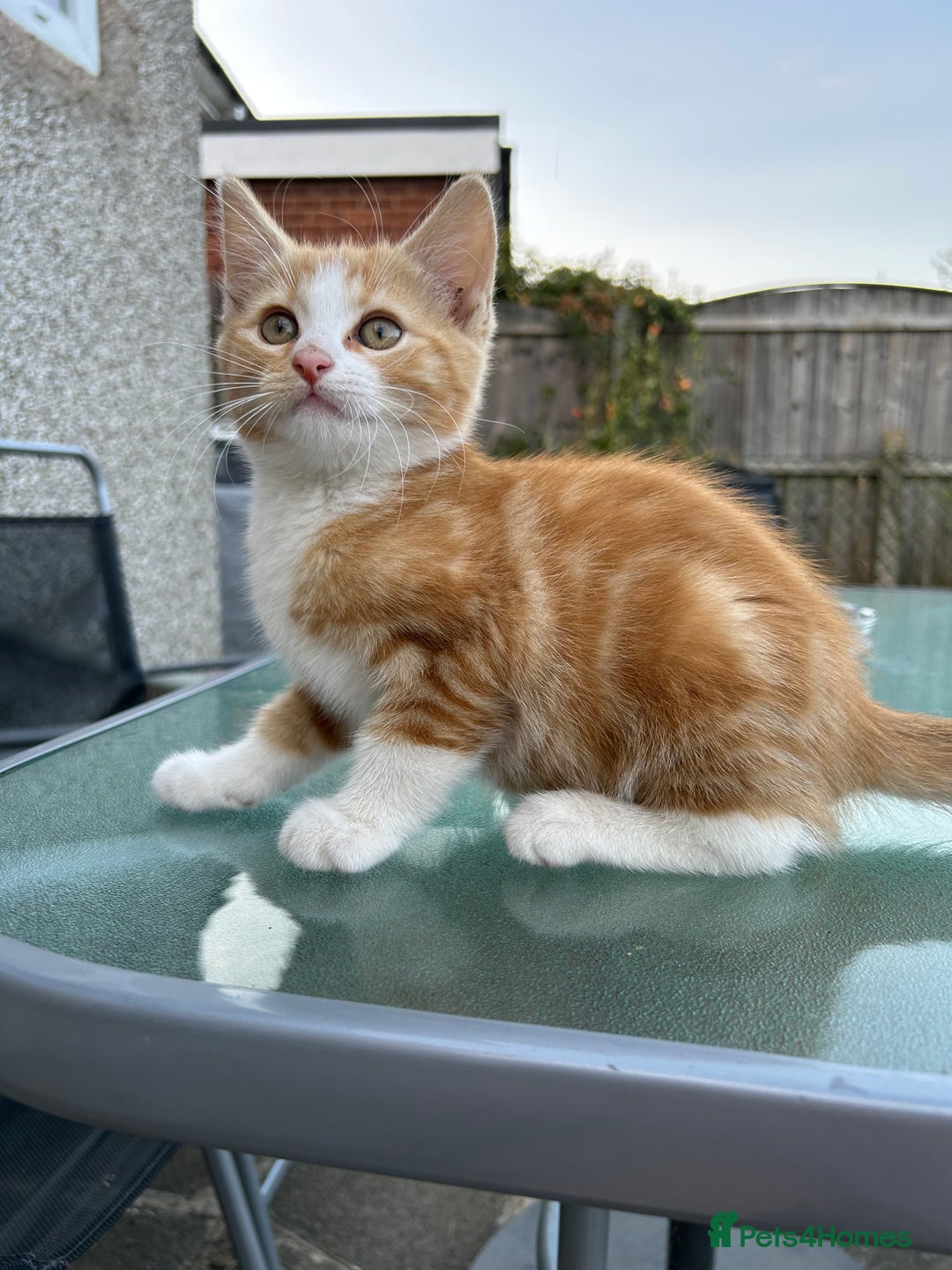 Mixed Breed cats for sale: Amazing kittens  - Image 6