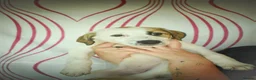 Mixed Breed dogs for adoption: Bubbly Bailey - Advert 8