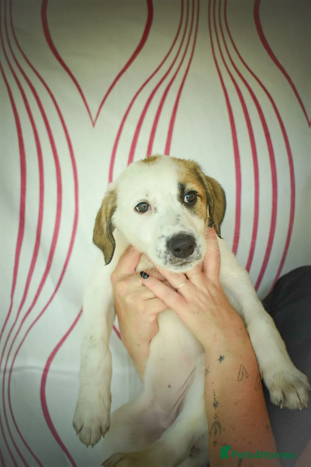 Mixed Breed dogs for adoption: Bubbly Bailey - Advert 8